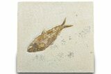 Detailed Fossil Fish (Knightia) - Wyoming #318358-1